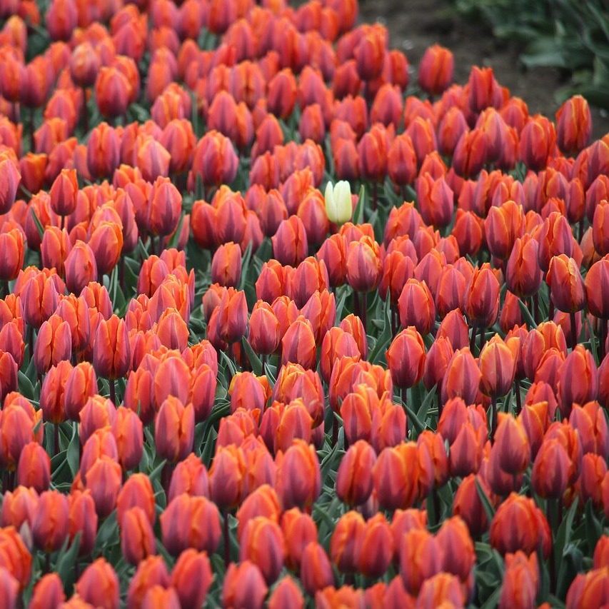 veld rode tulpen met 1 witte tulp